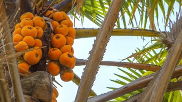 Ways of Improving the Nigerian Economy