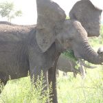 Elephant poaching, Gabon, GPS Collars, Etorphine, Peter Morkel ,