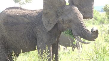 Elephant poaching, Gabon, GPS Collars, Etorphine, Peter Morkel ,