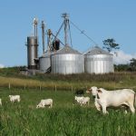 Alosfarm, NIgeria, Farming,