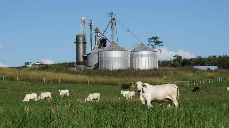 Alosfarm, NIgeria, Farming,