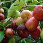 Akinyemi Oluwagbenga , Malay apple farming, Nigeria