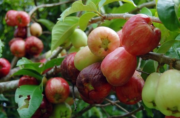 Akinyemi Oluwagbenga , Malay apple farming, Nigeria
