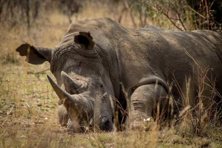 Anti-poaching alarm