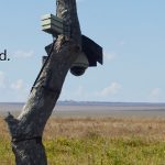 Africam Drives Global Awareness Through Live Streams