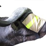 Pam Curtis, A Proudly South African Woman Who Runs a Wildlife Business