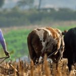 Village Capital’s Agriculture Africa 2019