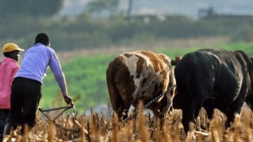 Village Capital’s Agriculture Africa 2019