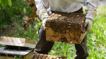 Africa's Bee Farming Sector (An Illustration)