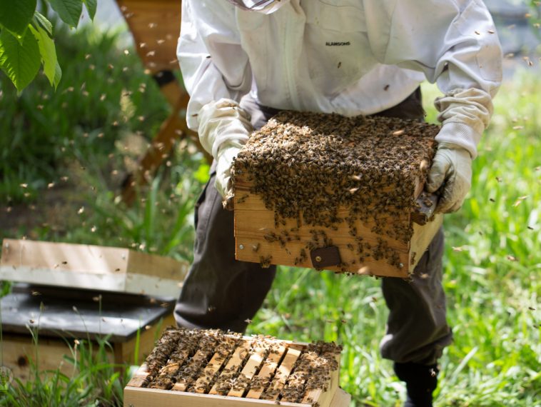 Africa's Bee Farming Sector (An Illustration)